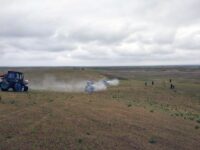 Чигирткалар ҳужуми хавфига қарши чоралар мунтазам олиб борилмоқда